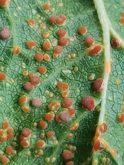 Puccinia malvacearum