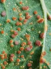 Puccinia malvacearum