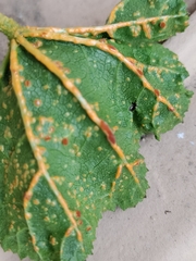 Puccinia malvacearum