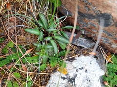 Gentianella serotina