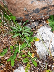 Gentianella serotina
