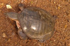 Cycloderma frenatum
