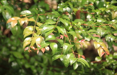 Gossia fragrantissima