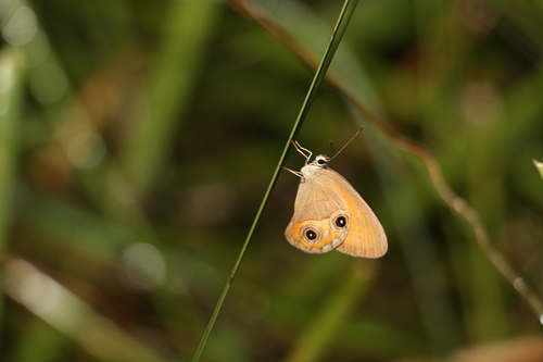 Orange Ringlet photo 4