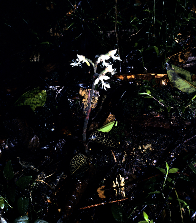 Anoectochilus longicalcaratus