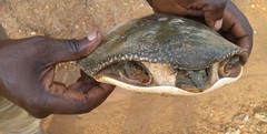 Cycloderma frenatum