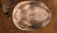 Cycloderma frenatum