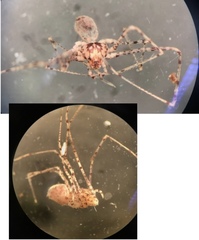 Scytodes longipes