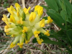 Anthyllis vulneraria alpestris