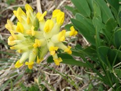 Anthyllis vulneraria alpestris