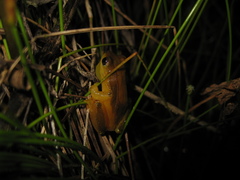 Dendropsophus elegans