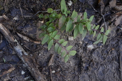 Hypericum xylosteifolium