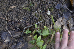 Hypericum xylosteifolium
