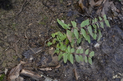 Hypericum xylosteifolium