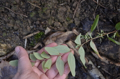 Hypericum xylosteifolium