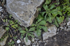 Arabis caucasica