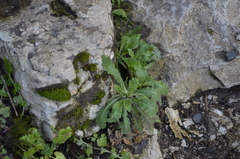 Arabis caucasica