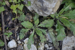 Arabis caucasica