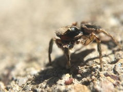 Habronattus pyrrithrix