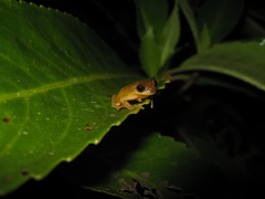 Dendropsophus minutus
