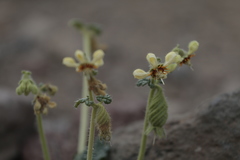 Blumenbachia prietea