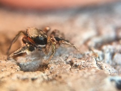 Habronattus pyrrithrix
