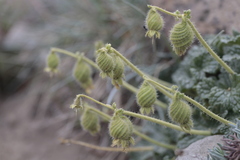 Blumenbachia prietea