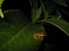 Dendropsophus minutus