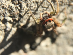 Habronattus pyrrithrix