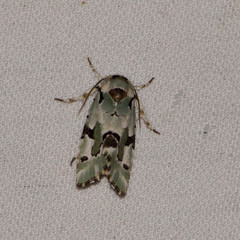Emarginea percara