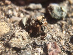 Habronattus pyrrithrix