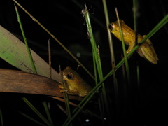 Dendropsophus minutus