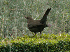 Turdus merula