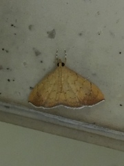 Hyalobathra