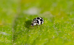 Psyllobora picta