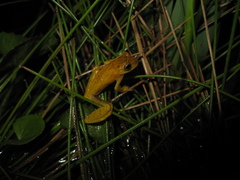 Dendropsophus minutus