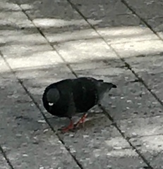 Columba livia domestica