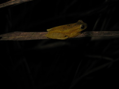 Dendropsophus minutus