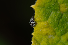 Psyllobora picta
