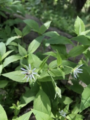 Stellaria corei