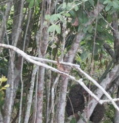 Phacellodomus rufifrons