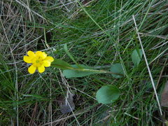 Ranunculus glaberrimus