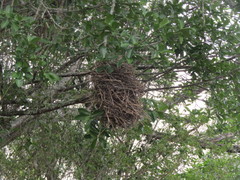 Phacellodomus rufifrons