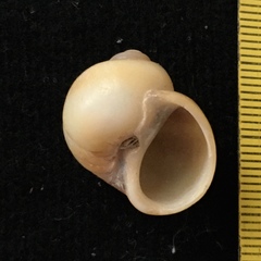 Notocochlis isabelleana