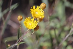 Podolepis rugata rugata