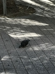 Columba livia domestica