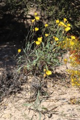 Podolepis rugata rugata