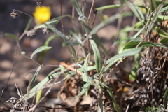 Podolepis rugata rugata