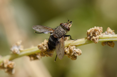 Archytas pilifrons