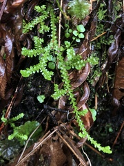 Selaginella douglasii